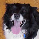 Jazzy was adopted in April, 2005